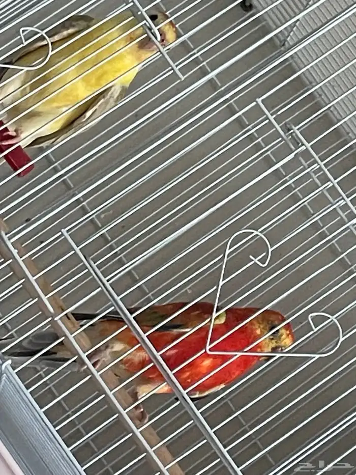 جوز بركيت انتاج شرط الطيور ماشاءالله صحة ونظافة 0