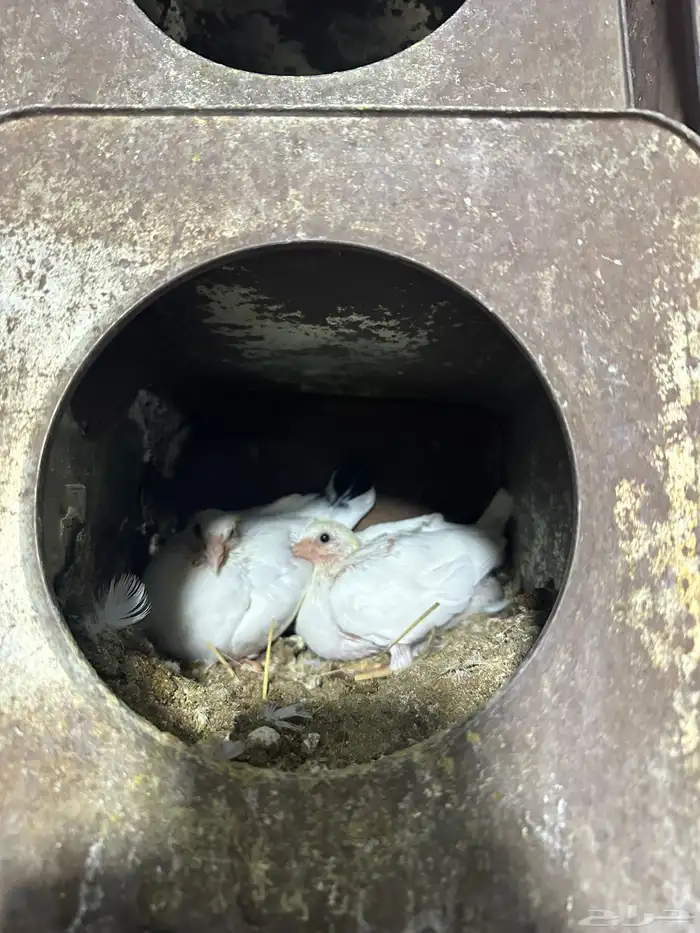 زعليل للبيع على اطلب 4