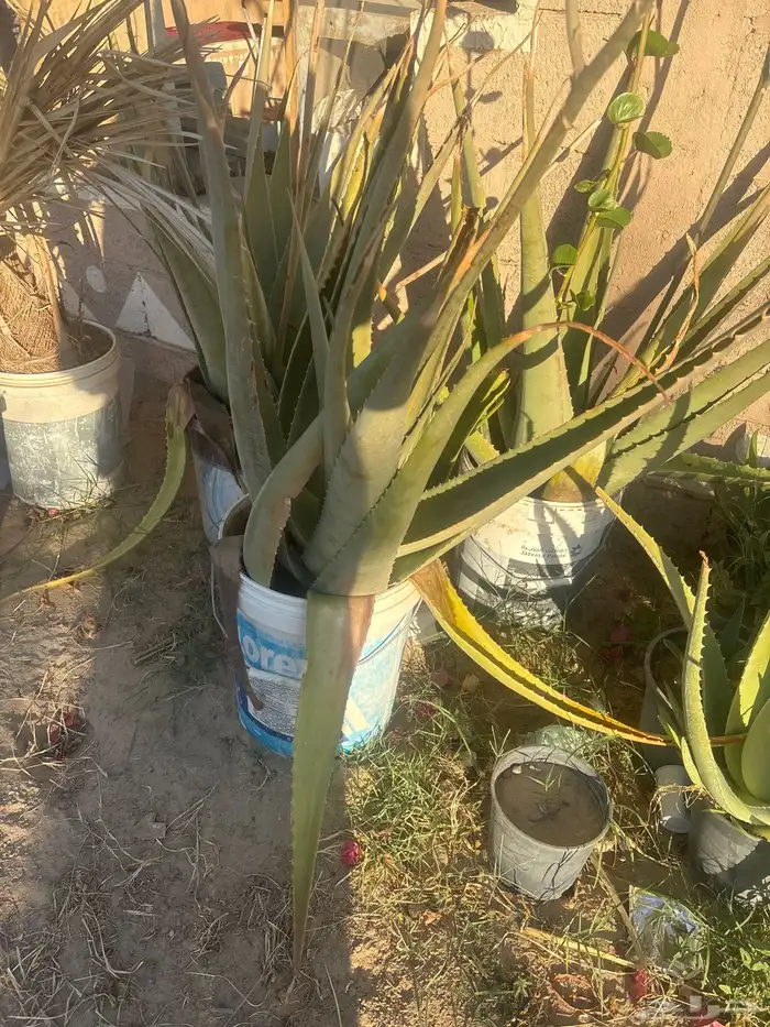 صبار للبيع 0