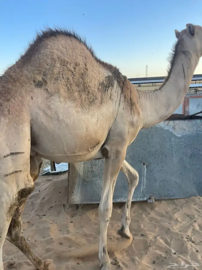 قعدان كفو للمناسبات رقم 5