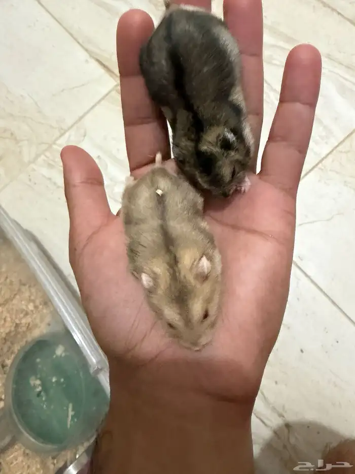 هامستر ونتر وايت للبيع 2
