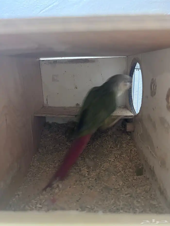 كنيور للبيع واغراض مطير 2