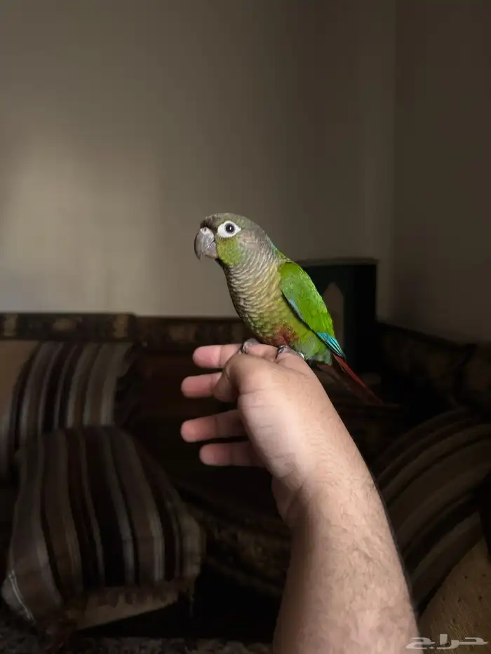 ببغاء كنيور اليف 7