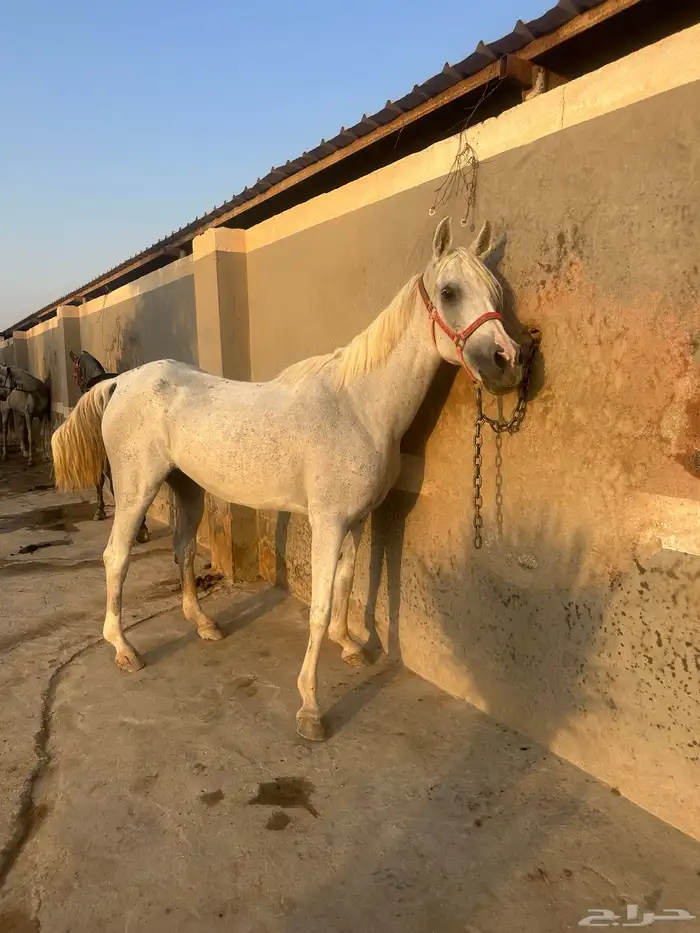 فرس شعبيه معه مهره عمرها 11 شهر 0