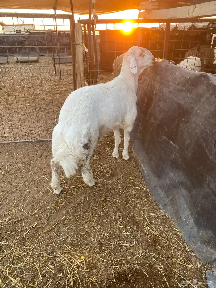 طلي حري خصم الخصم ارتفاع وراس ملكي 4