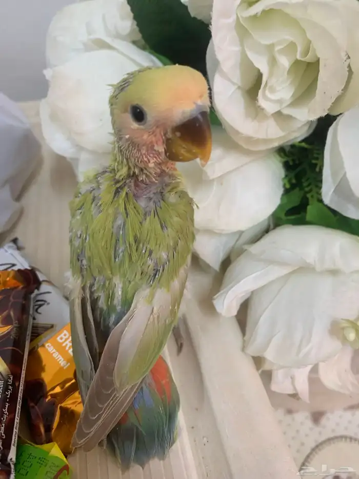 فرخ روز غر سوبر سوبر جامبو زيتوني 0