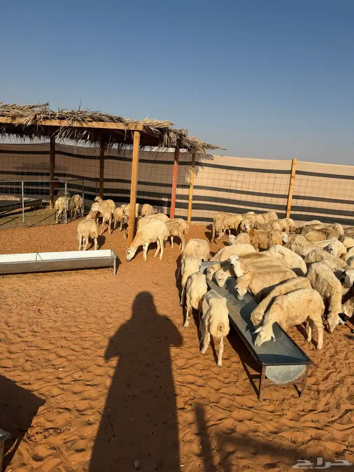 البيع رخال رفيديات بلدي العدد80 الصحة شرط تم البيع تم البيع 0