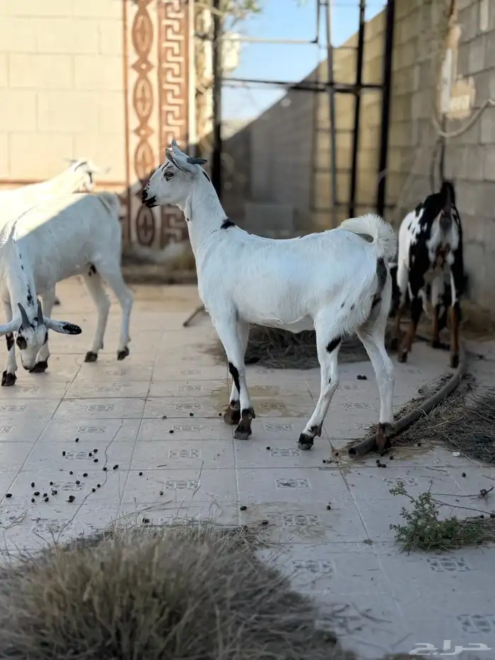 جفرات بيشيه 20