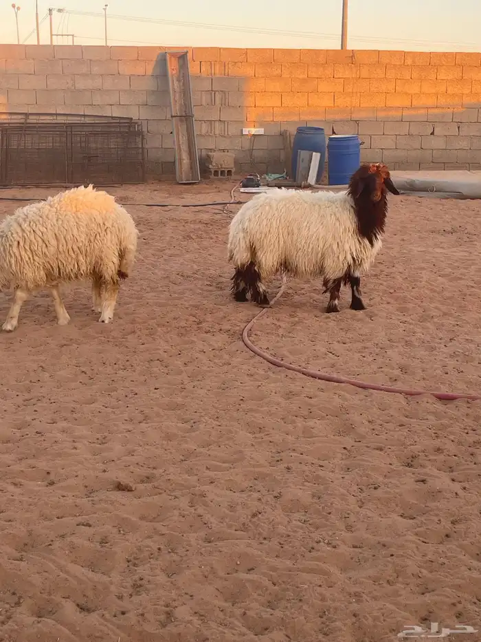 رخال نعيم للبيع 2