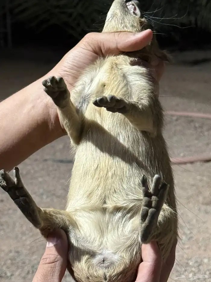 وبران للبيع ذكرين و ثلاث اناثي اعمارهم 8شهور 6