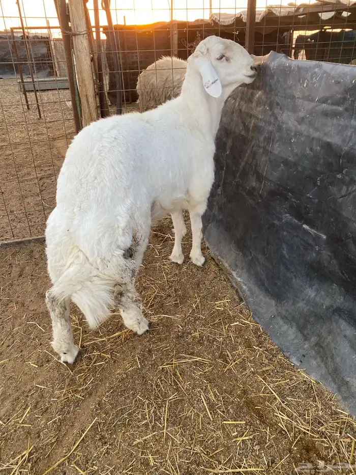 طلي حري خصم الخصم ارتفاع وراس ملكي 7