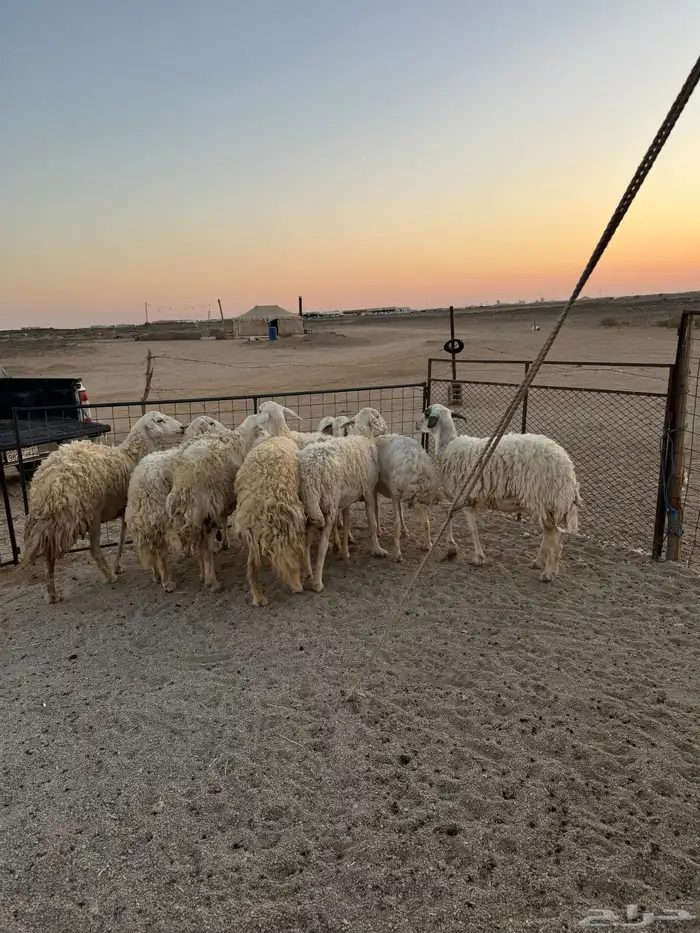 حريات مقاني العدد8 1