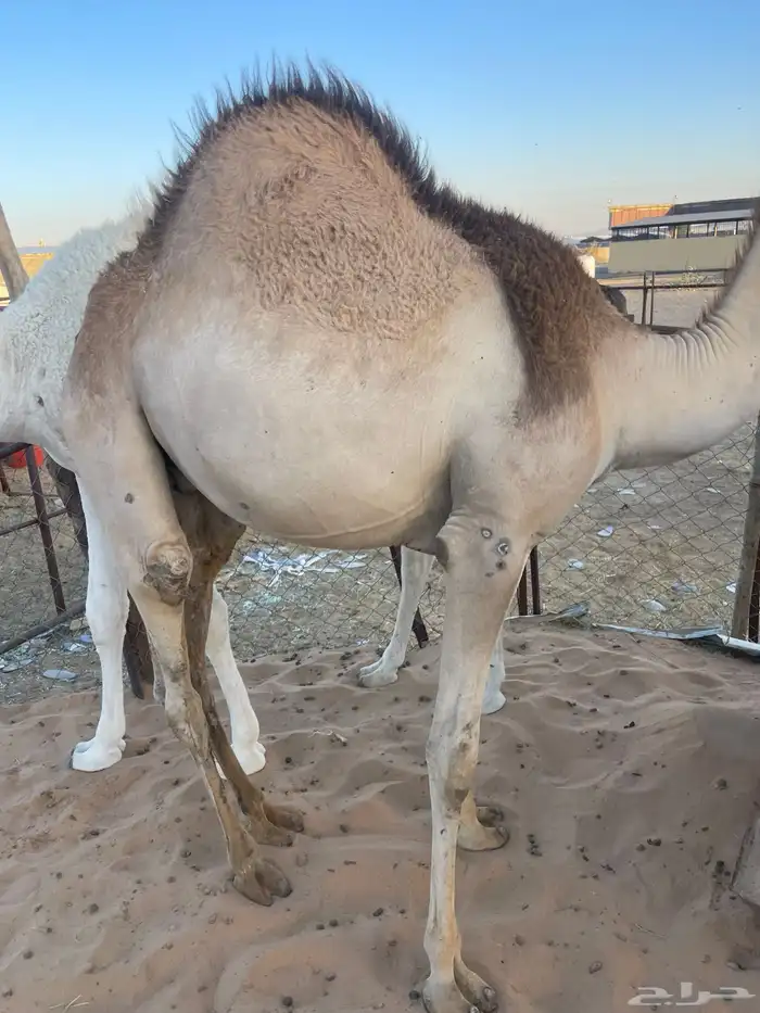 قعدان كفو للمناسبات رقم 2