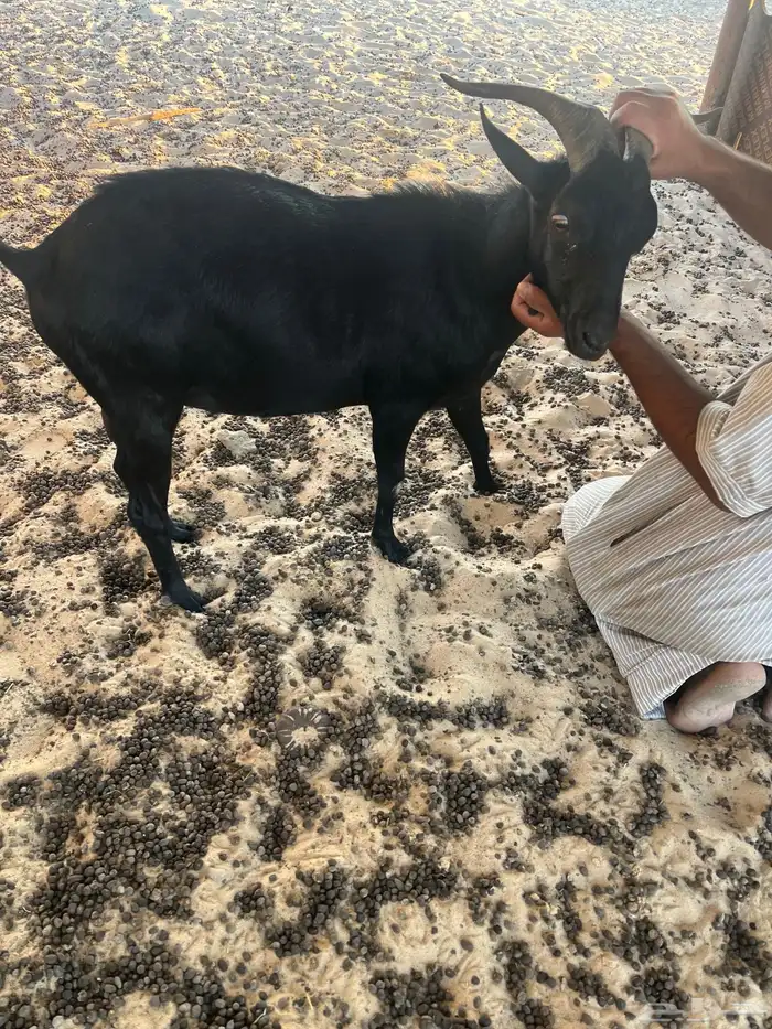 تيس ميرسلانو (أسباني) 2