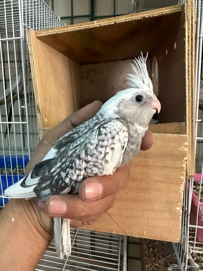 فروخ كروان رسيسف وايت فيس 5