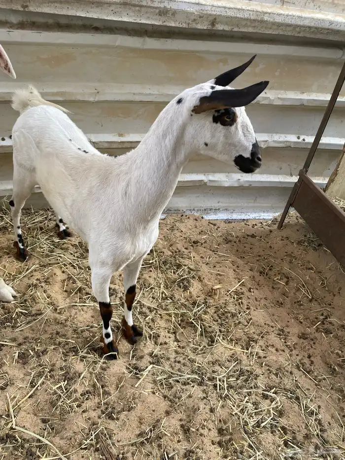 ماعز جنوبي او عماني 1