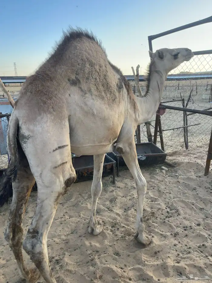 قعدان كفو للمناسبات رقم 4