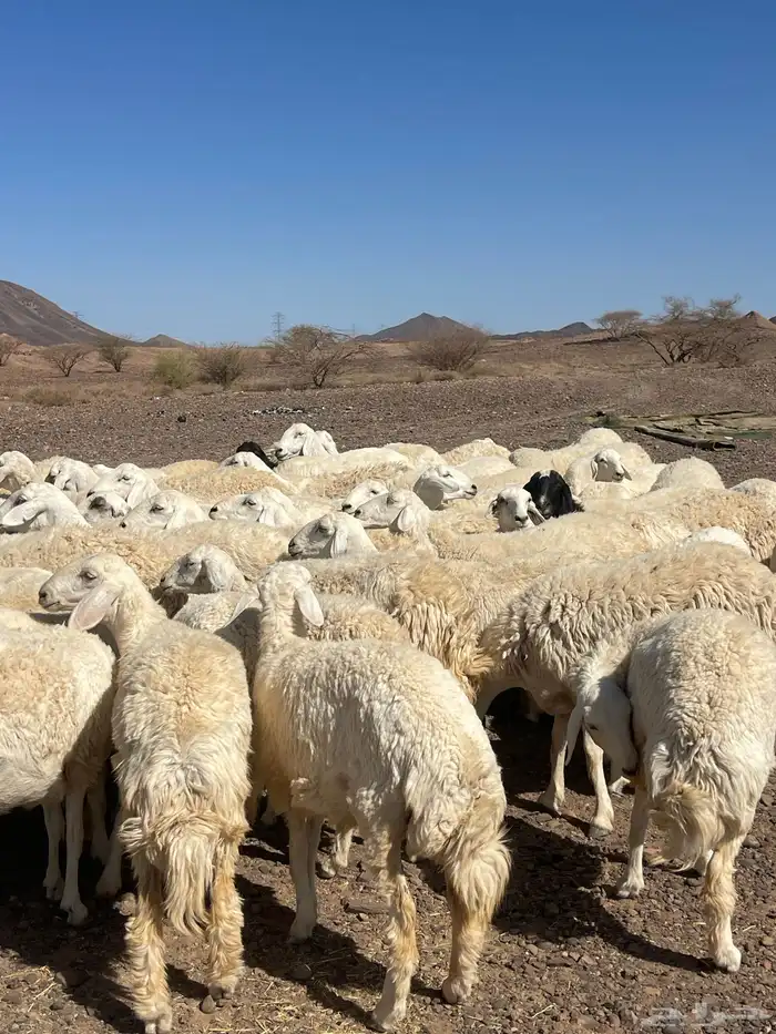 ضان ( تم البيع ) 5