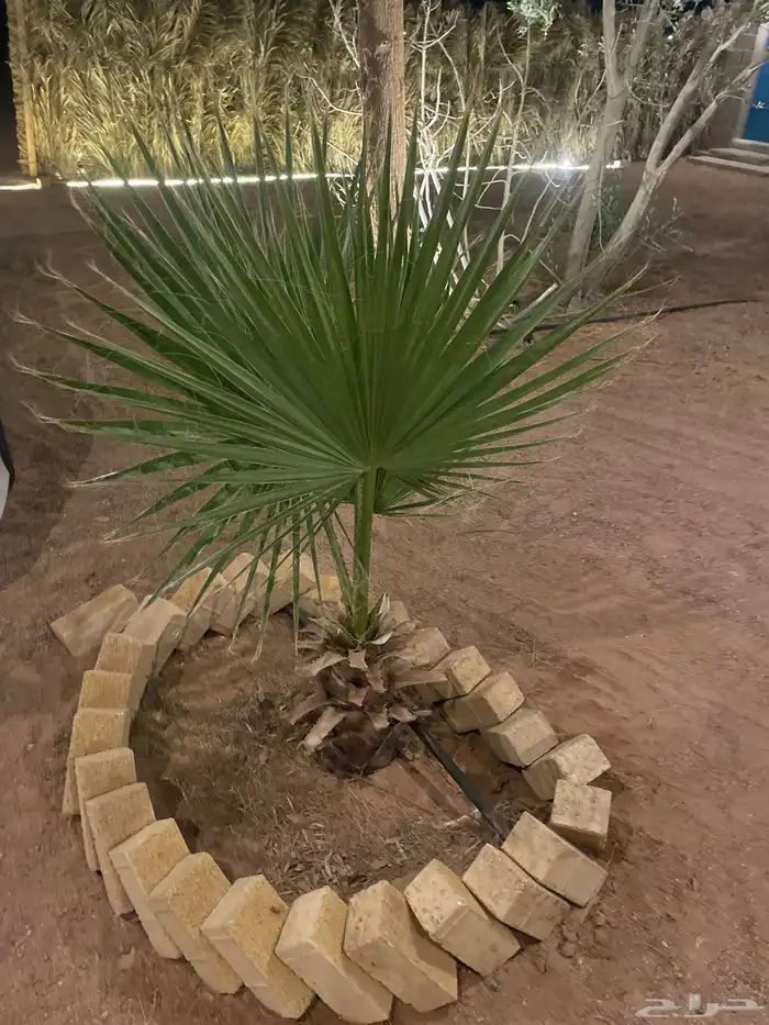 نخل واشنطني امريكي 2