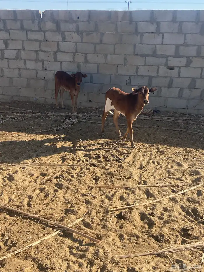 بقر للبيع خلفات 1