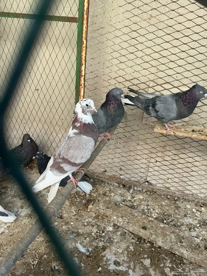 قطايف للبيع 6