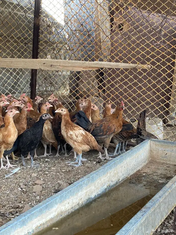 سلام عليكم ورحمة وبركاته 1