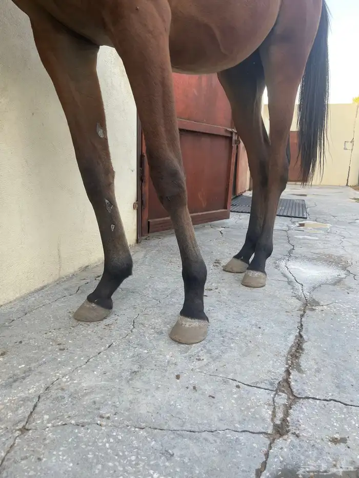 مهره شيخه رفيعه شعبيه 2