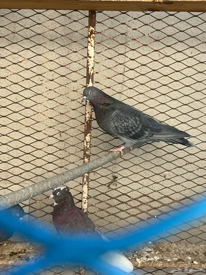 قطايف للبيع 8