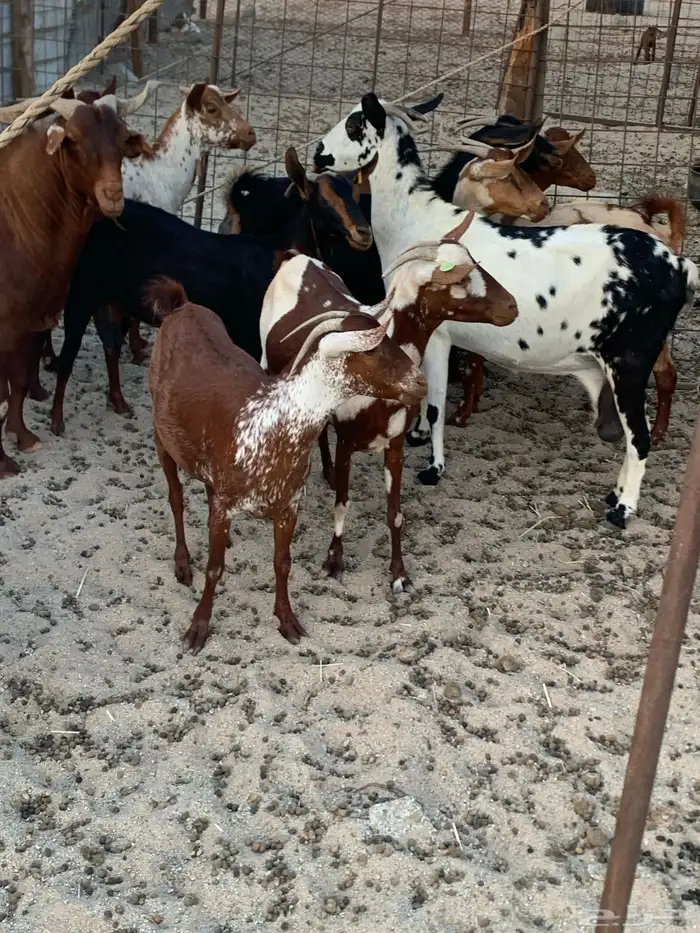 للبيع معزا دهم ومرخ جنوبيه 15