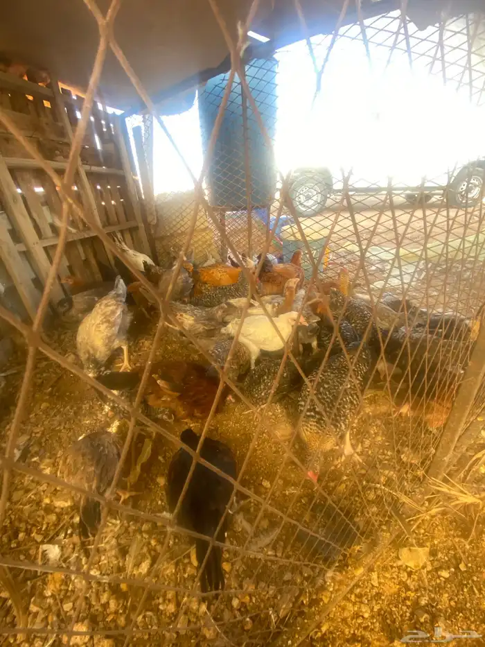 فراريج وديكه 1