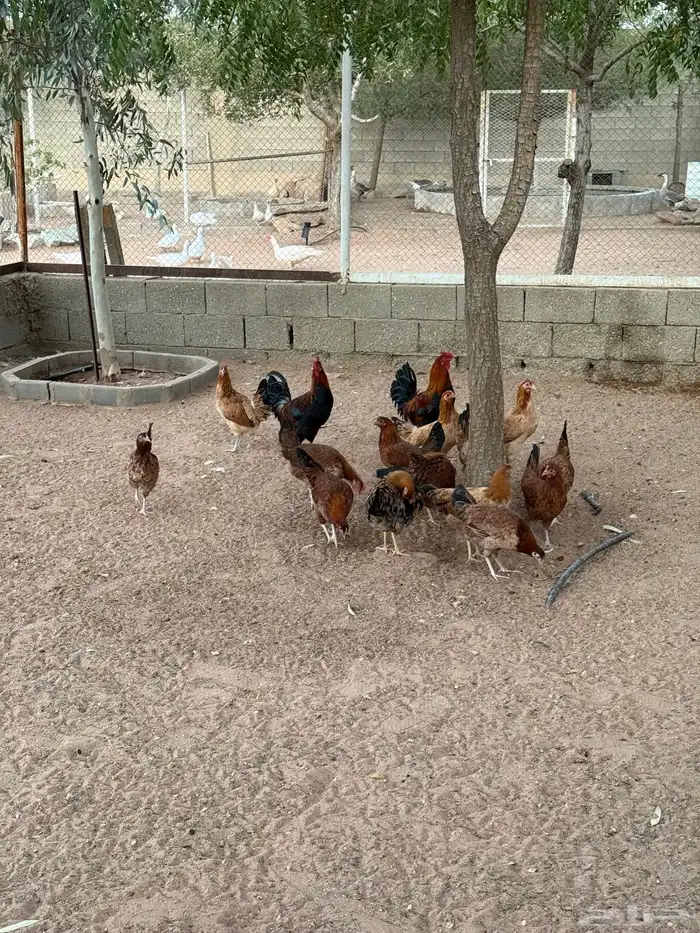 دجاج عربي 6
