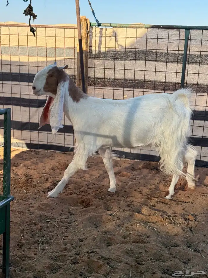 معزا مطورات طيبه 3