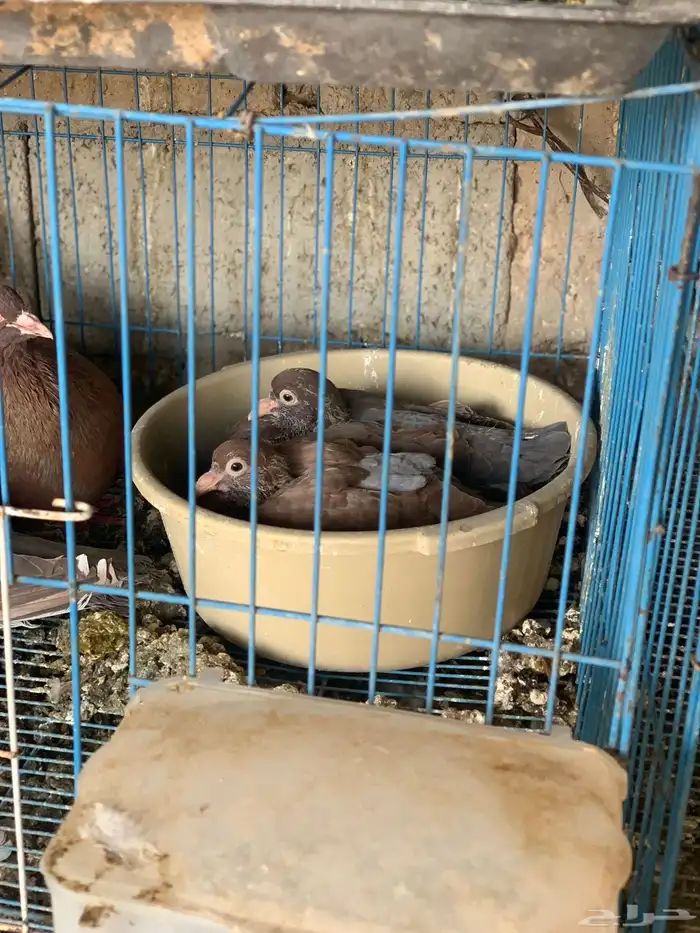 زغاليل راهيه 1