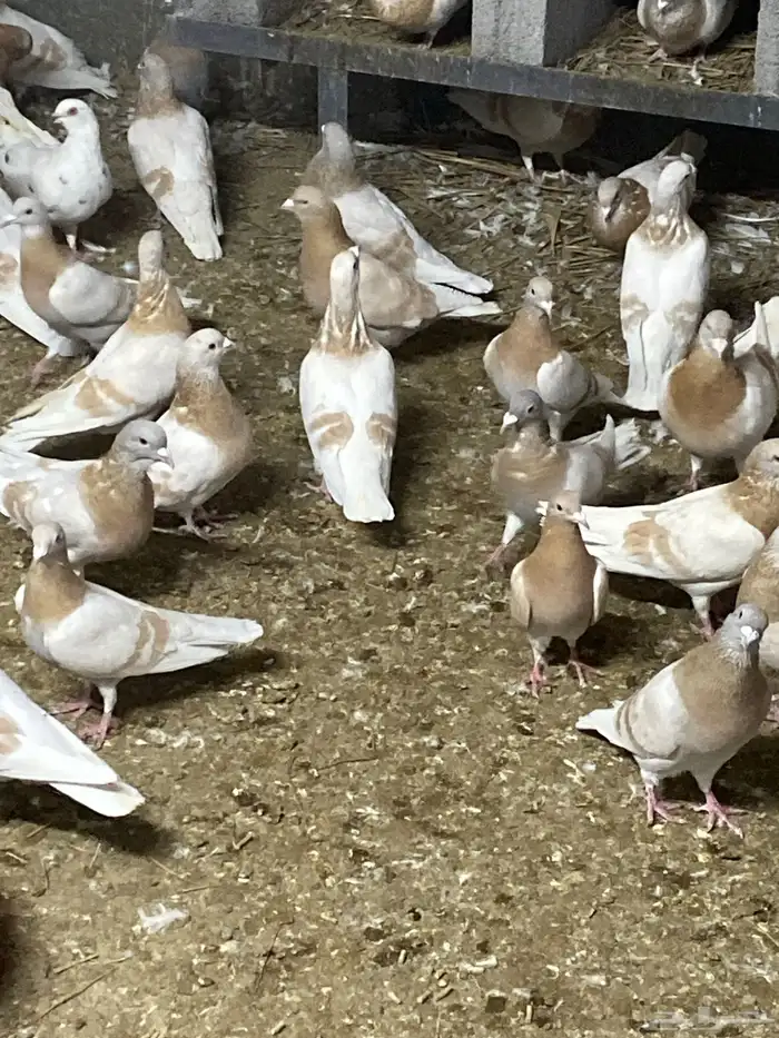 حمام الحبه ب9  ( وادي الدواسر ). 1