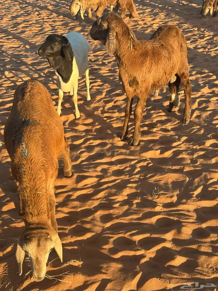 طليان سواكن غنم بر 74