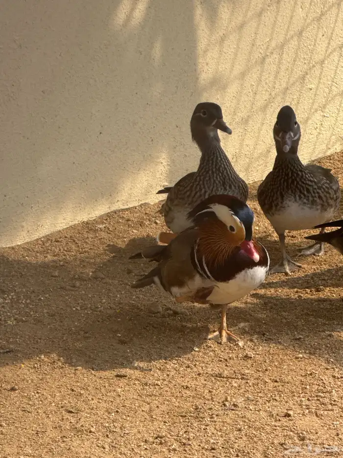 تبني جميع أنواع الحيوانات 0