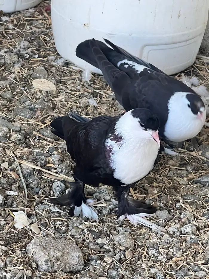 حمام لبناني شخشرلي 5