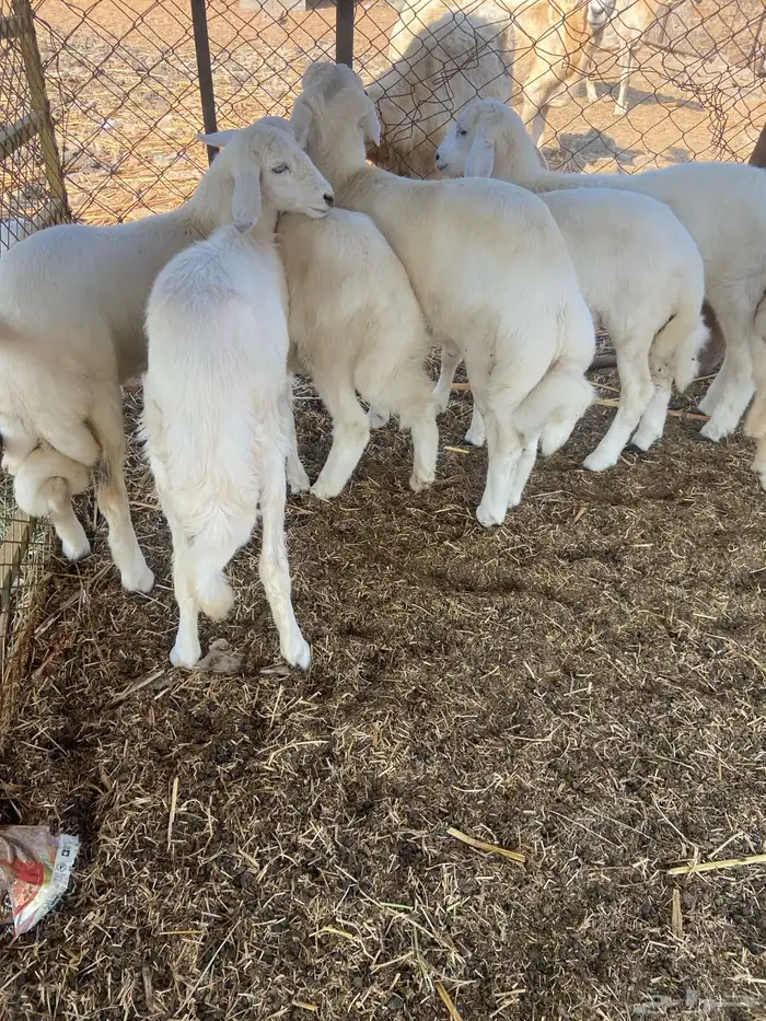 طليان ورخال 6