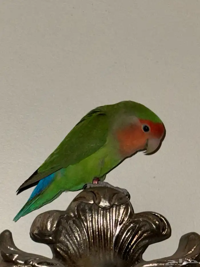 طيور روز للبيع 4