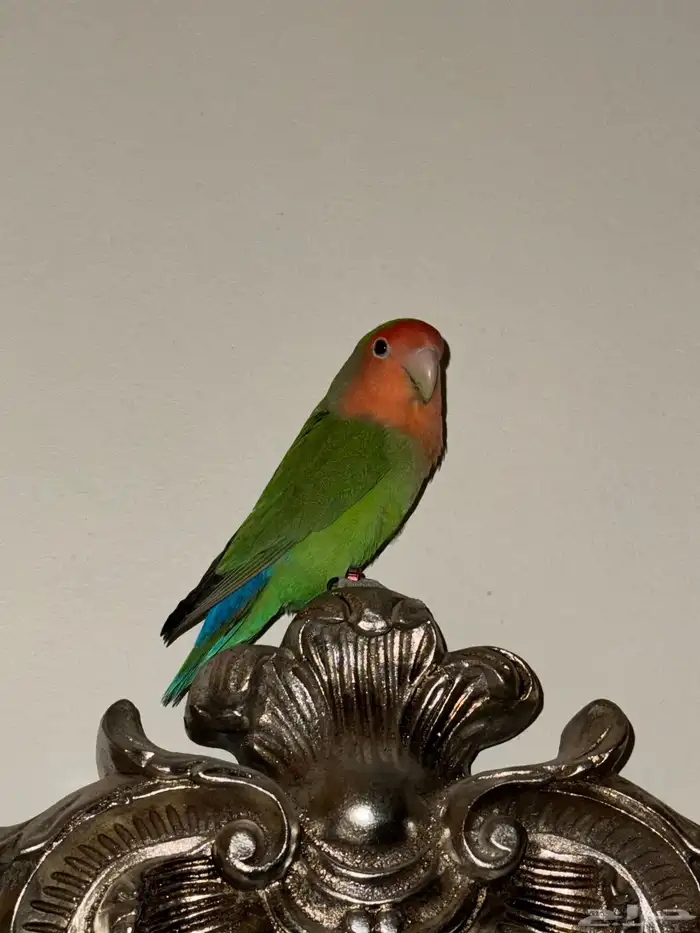 طيور روز للبيع 3