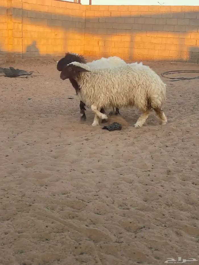 رخال نعيم للبيع 0