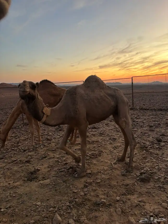 ناقه شقحا القحه 2