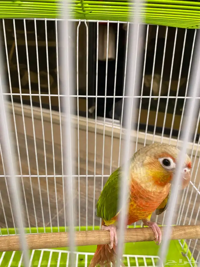 كنيور انناس دبل رد فاكتوري 7