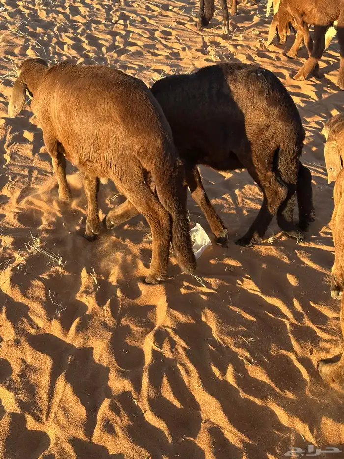 طليان سواكن غنم بر 72