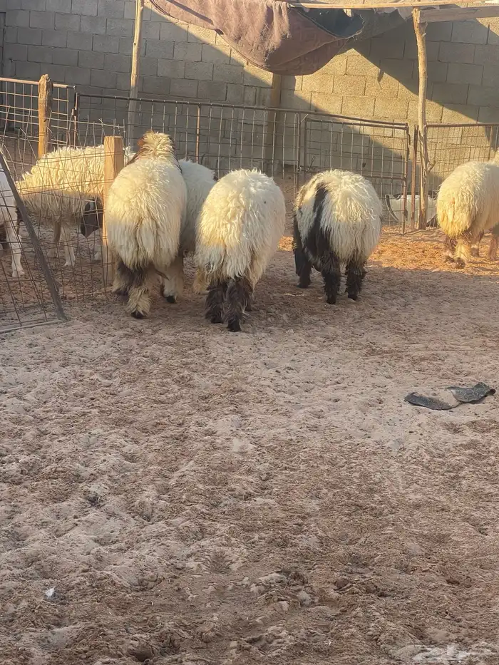 رخال نعيم للبيع 3