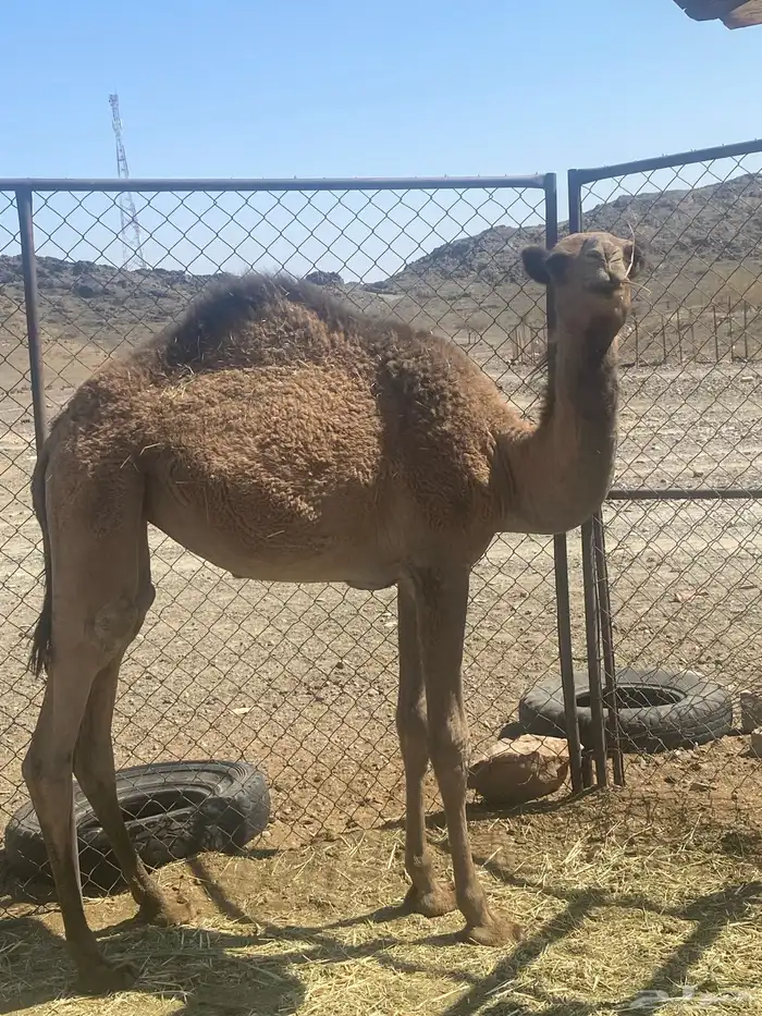 بكره ما شاء الله طيبه وحمراء 3