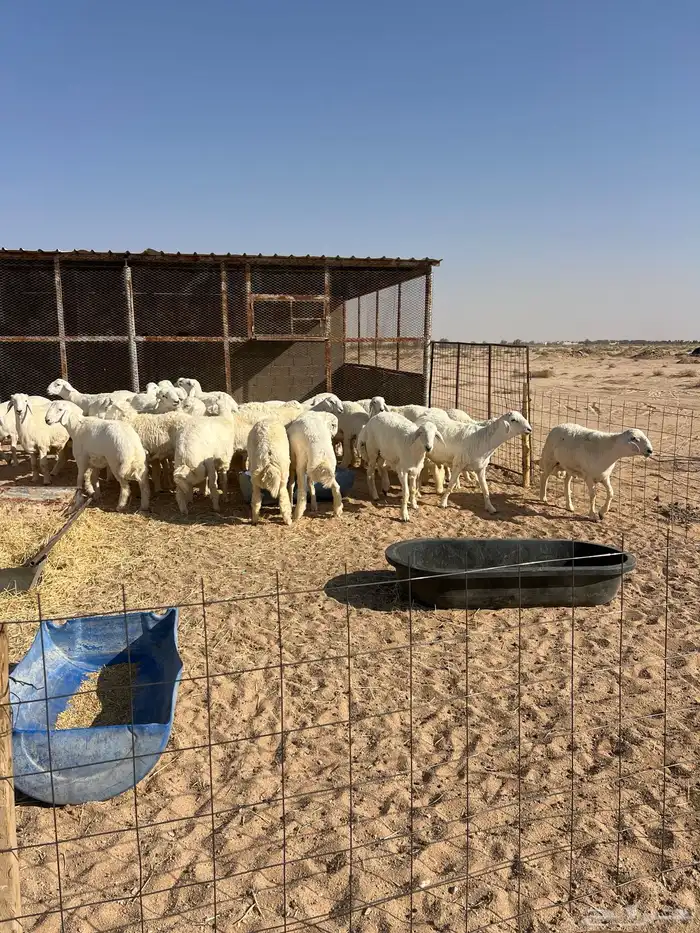 بهم فاخر جبر للبيع 2