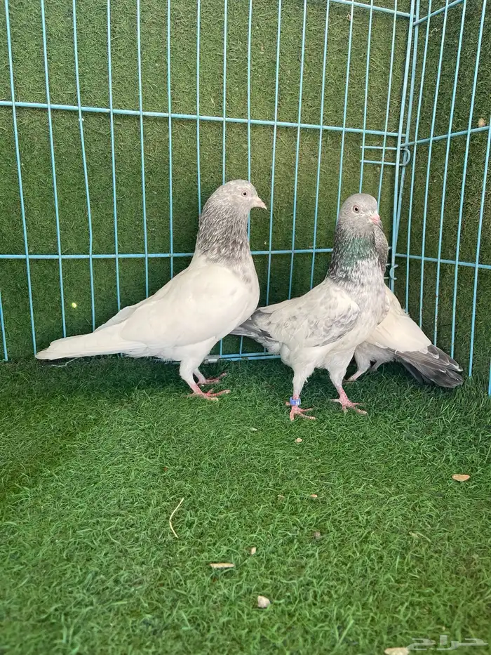 حمام باكستاني 7