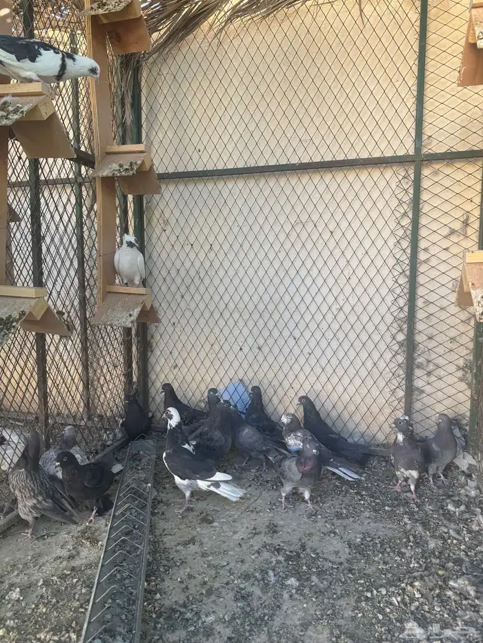 حمام قطايف 1