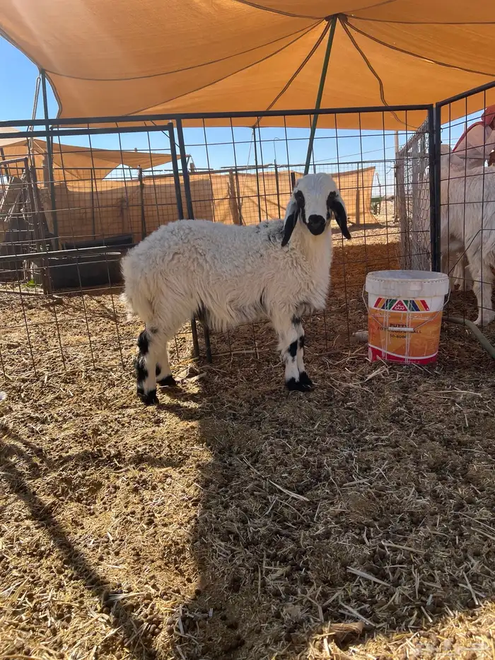 فحل حري للبيع 2